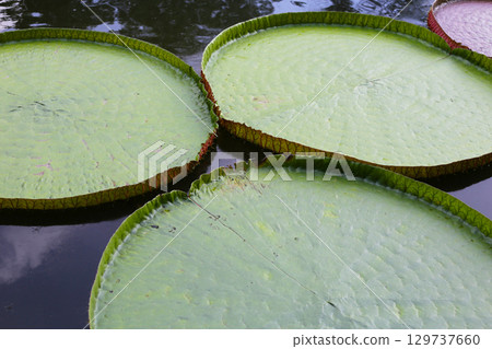 Victoria or giant waterlily is a genus of water-lilies 129737660