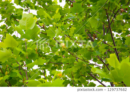 Tulip tree branches with green leaves and blooming flowers 129737682