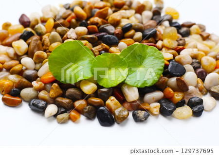 Fresh gotu kola leaves on pebbles. Fresh gotu kola leaves on pebbles. 129737695