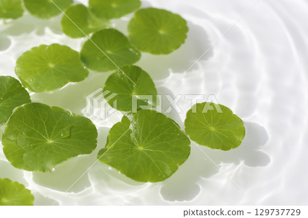 Green centella leaves floating gently in clear rippling water. 129737729