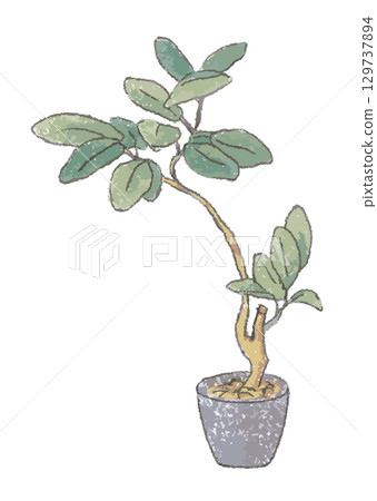 大型室內植物_室內 129737894