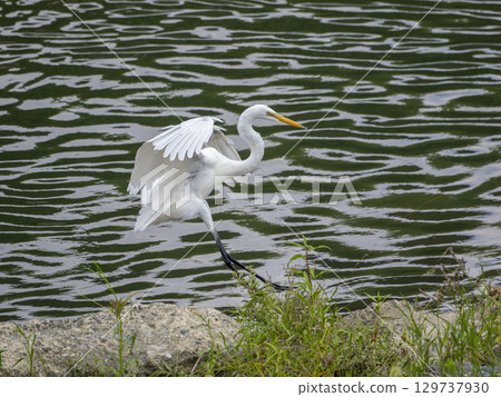 A great egret descending onto the riverbed 129737930