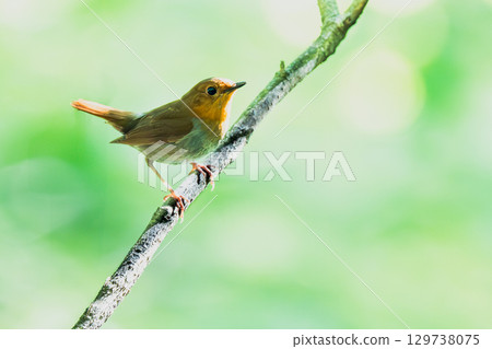 知更鳥棲息在樹枝上 129738075