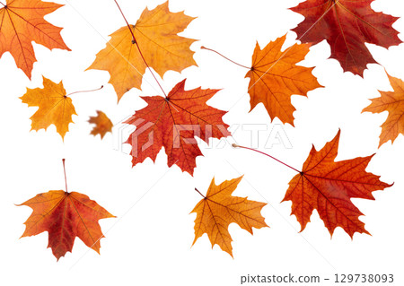 Falling autumn leaves in vibrant colors, maple and oak foliage isolated on transparent background Falling autumn leaves in vibrant colors, maple and oak foliage isolated on transparent background 129738093