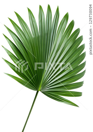 Tropical fan palm leaf isolated on transparent background, lush green foliage for beach designs Tropical fan palm leaf isolated on transparent background, lush green foliage for beach designs 129738094
