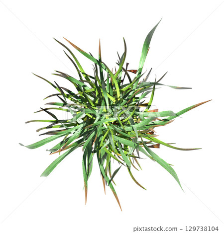 wild field grass, top view, isolated on a transparent background, 3D illustration, cg render wild field grass, top view, isolated on a transparent background, 3D illustration, cg render 129738104