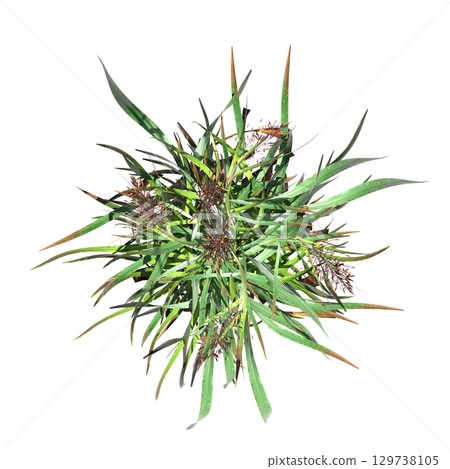wild field grass, top view, isolated on a transparent background, 3D illustration, cg render 129738105