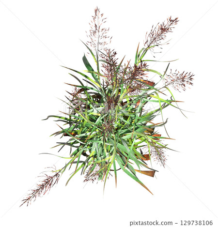 wild field grass, top view, isolated on a transparent background, 3D illustration, cg render 129738106