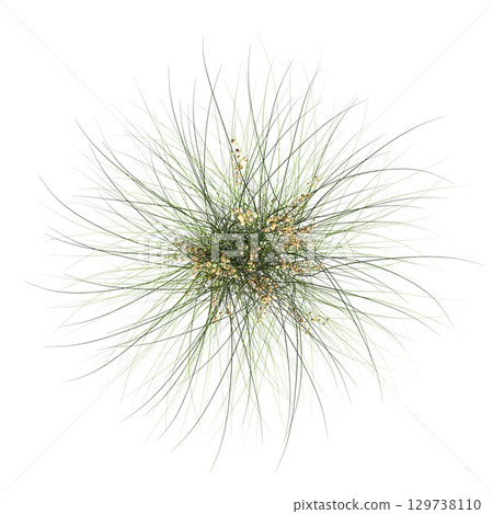 wild field grass, top view, isolated on a transparent background, 3D illustration, cg render 129738110