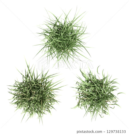 wild field grass, top view, isolated on a transparent background, 3D illustration, cg render wild field grass, top view, isolated on a transparent background, 3D illustration, cg render 129738133