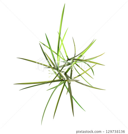 wild field grass, top view, isolated on a transparent background, 3D illustration, cg render wild field grass, top view, isolated on a transparent background, 3D illustration, cg render 129738136