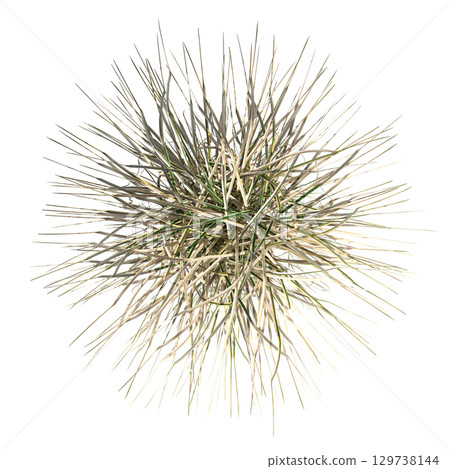 wild field grass, top view, isolated on a transparent background, 3D illustration, cg render wild field grass, top view, isolated on a transparent background, 3D illustration, cg render 129738144