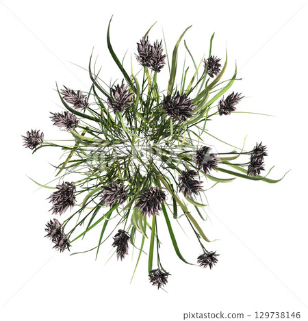 wild field grass, top view, isolated on a transparent background, 3D illustration, cg render wild field grass, top view, isolated on a transparent background, 3D illustration, cg render 129738146