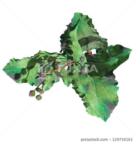 wild field grass, top view, isolated on a transparent background, 3D illustration, cg render 129738161