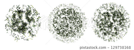 wild field grass, top view, isolated on a transparent background, 3D illustration, cg render 129738168