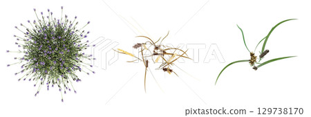 wild field grass, top view, isolated on a transparent background, 3D illustration, cg render 129738170