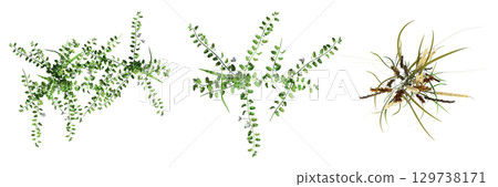 wild field grass, top view, isolated on a transparent background, 3D illustration, cg render 129738171