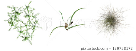 wild field grass, top view, isolated on a transparent background, 3D illustration, cg render wild field grass, top view, isolated on a transparent background, 3D illustration, cg render 129738172