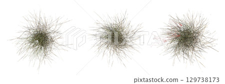 wild field grass, top view, isolated on a transparent background, 3D illustration, cg render wild field grass, top view, isolated on a transparent background, 3D illustration, cg render 129738173