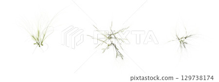 wild field grass, top view, isolated on a transparent background, 3D illustration, cg render wild field grass, top view, isolated on a transparent background, 3D illustration, cg render 129738174