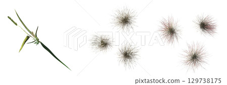wild field grass, top view, isolated on a transparent background, 3D illustration, cg render wild field grass, top view, isolated on a transparent background, 3D illustration, cg render 129738175