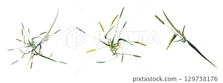 wild field grass, top view, isolated on a transparent background, 3D illustration, cg render wild field grass, top view, isolated on a transparent background, 3D illustration, cg render 129738176