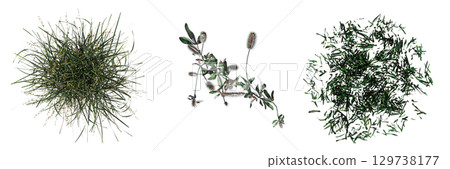 wild field grass, top view, isolated on a transparent background, 3D illustration, cg render wild field grass, top view, isolated on a transparent background, 3D illustration, cg render 129738177