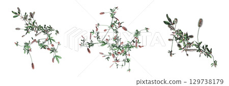 wild field grass, top view, isolated on a transparent background, 3D illustration, cg render 129738179