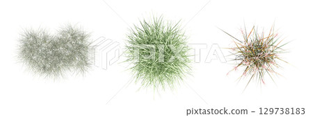 wild field grass, top view, isolated on a transparent background, 3D illustration, cg render 129738183