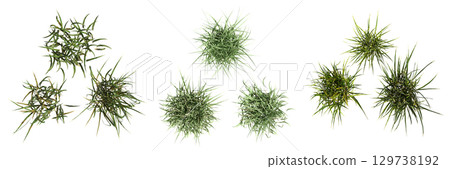 wild field grass, top view, isolated on a transparent background, 3D illustration, cg render 129738192