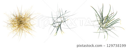 wild field grass, top view, isolated on a transparent background, 3D illustration, cg render 129738199