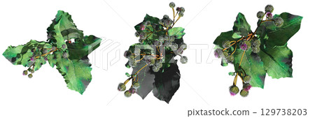 wild field grass, top view, isolated on a transparent background, 3D illustration, cg render 129738203
