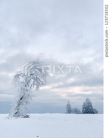 Snow-covered landscape featuring frost-laden trees bending gracefully against a backdrop of a cloudy sky. The tranquil winter scene captures the calm beauty of a frosty day. Snow-covered landscape featuring frost-laden trees bending gracefully against a backdrop of a cloudy sky. The tranquil winter scene captures the calm beauty of a frosty day. 129738502