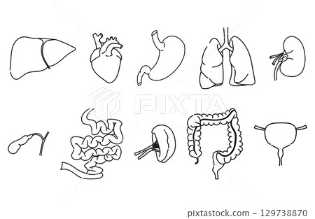 內臟線條畫插圖集 內臟線條畫插圖集 129738870