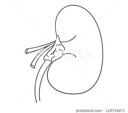 Kidney line drawing illustration Kidney line drawing illustration 129738871