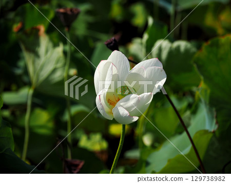 White Lotus Flower White Lotus Flower 129738982