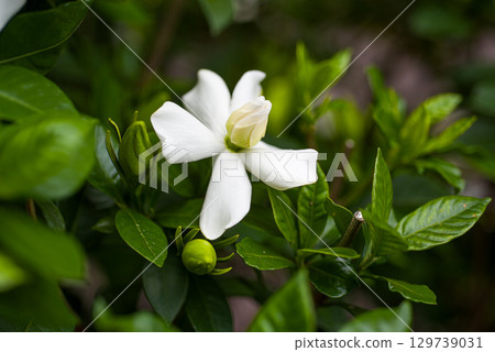 Gardenia flowers: pure white flowers with a sweet fragrance 129739031