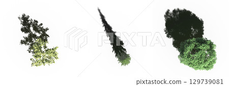 tree with a shadow under it, top view, isolate on a transparent background, 3d illustration 129739081