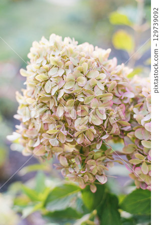 Panicle Hydrangea Pixio, Hydrangea Paniculata, Blooming in Garden, Close Up Panicle Hydrangea Pixio, Hydrangea Paniculata, Blooming in Garden, Close Up 129739092