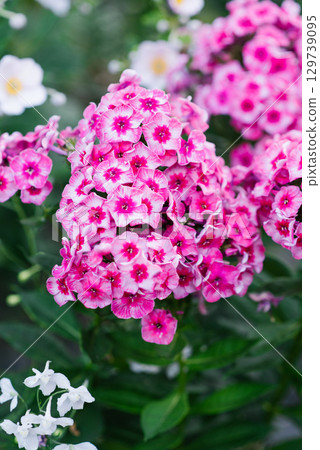 Cluster of Stars and Stripes phlox flowers in full bloom 129739095