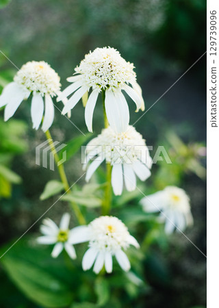 Closeup of blooming Echinacea Merengue flower 129739096