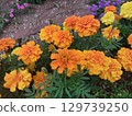 Colorful marigold flowers 129739250