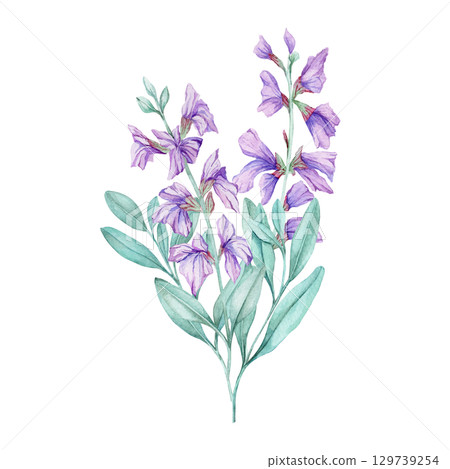 Lavender-colored sage flowers with pale green foliage in watercolor illustration. Best used in herbal recipe books, tea labels, natural product packaging, or botanical wedding stationery. 129739254