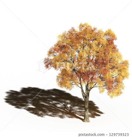 large tree with a shadow under it, isolated on a transparent background, 3D illustration, cg render 129739323