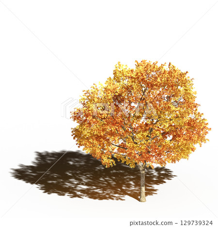 large tree with a shadow under it, isolated on a transparent background, 3D illustration, cg render large tree with a shadow under it, isolated on a transparent background, 3D illustration, cg render 129739324