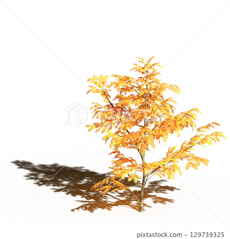 large tree with a shadow under it, isolated on a transparent background, 3D illustration, cg render 129739325
