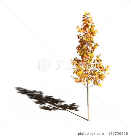 large tree with a shadow under it, isolated on a transparent background, 3D illustration, cg render 129739326