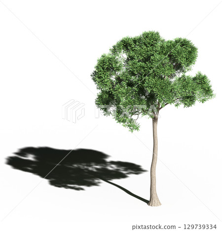 large tree with a shadow under it, isolated on a transparent background, 3D illustration, cg render 129739334