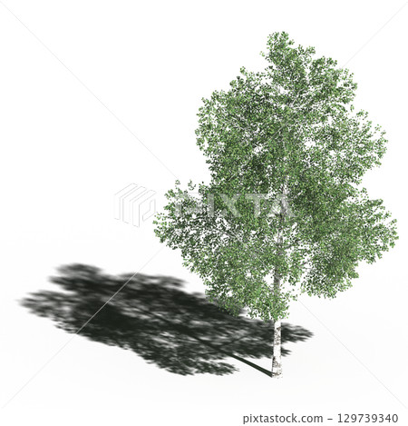 large tree with a shadow under it, isolated on a transparent background, 3D illustration, cg render 129739340