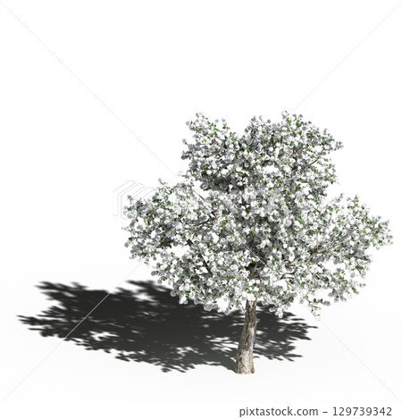large tree with a shadow under it, isolated on a transparent background, 3D illustration, cg render 129739342